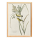 Poster about the Meadow Warbler, after an old engraving from 1827.