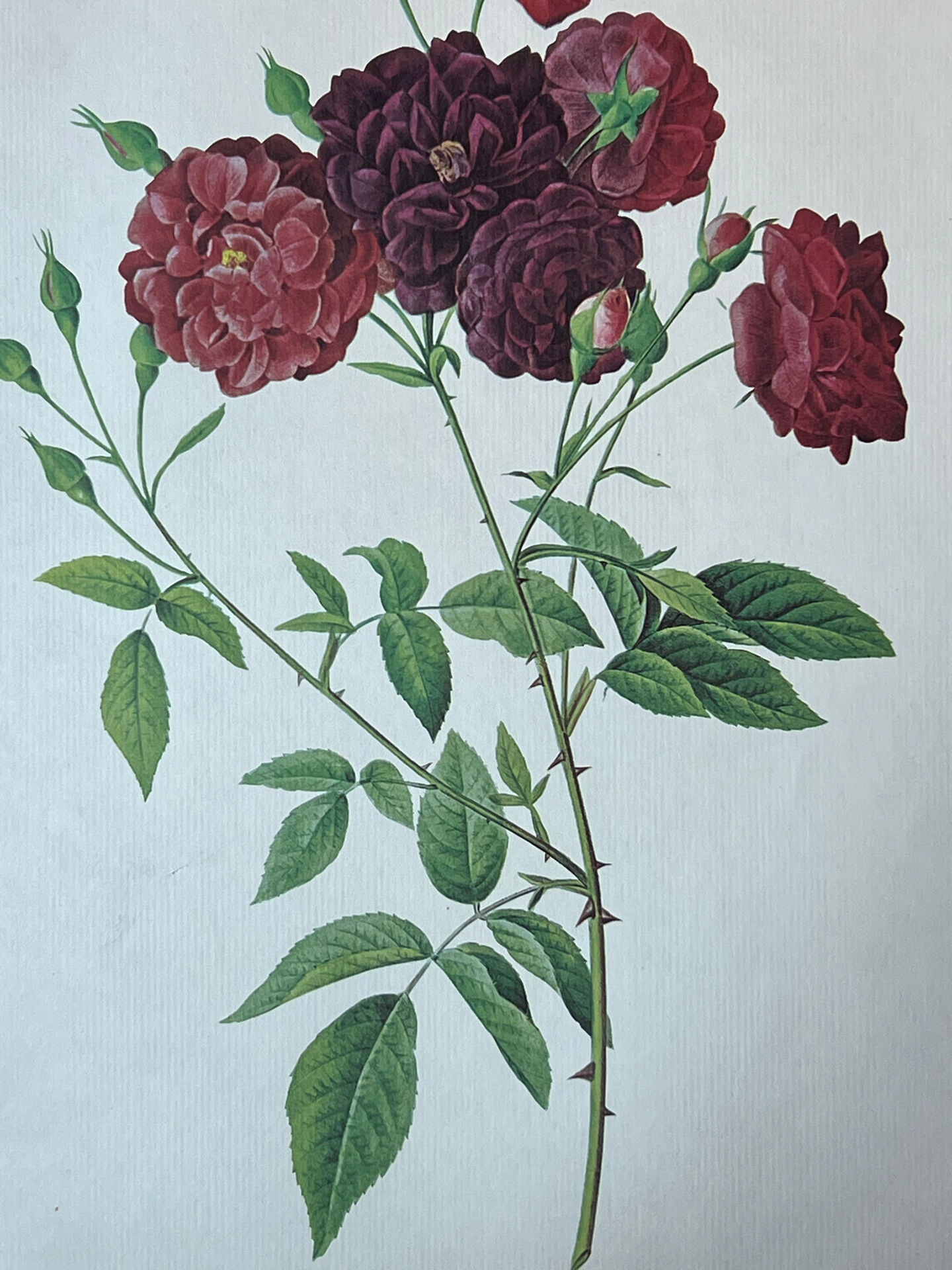 Planche botanique Rosier des Indes 40,4x29,9