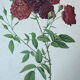 Planche botanique Rosier des Indes 40,4x29,9