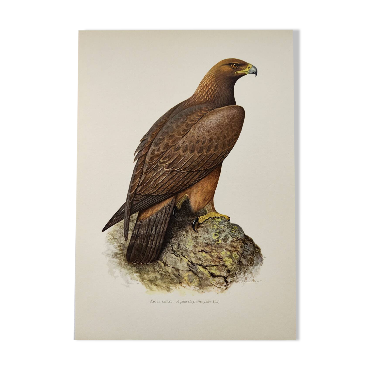 Bird illustration from the 60s - Golden Eagle - Vintage zoological and ornithological board