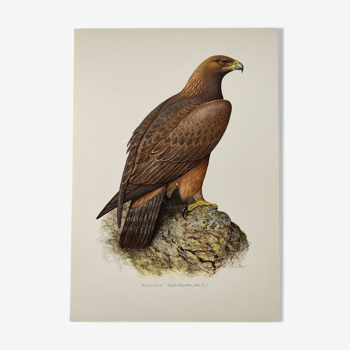 Bird illustration from the 60s - Golden Eagle - Vintage zoological and ornithological board