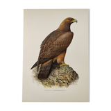 Bird illustration from the 60s - Golden Eagle - Vintage zoological and ornithological board
