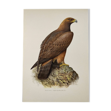 Illustration oiseau années 60 - Aigle Royal - Planche zoologique et ornithologique vintage