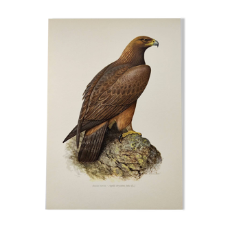 Bird illustration from the 60s - Golden Eagle - Vintage zoological and ornithological board