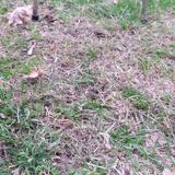 Set of 4 chairs in red formica