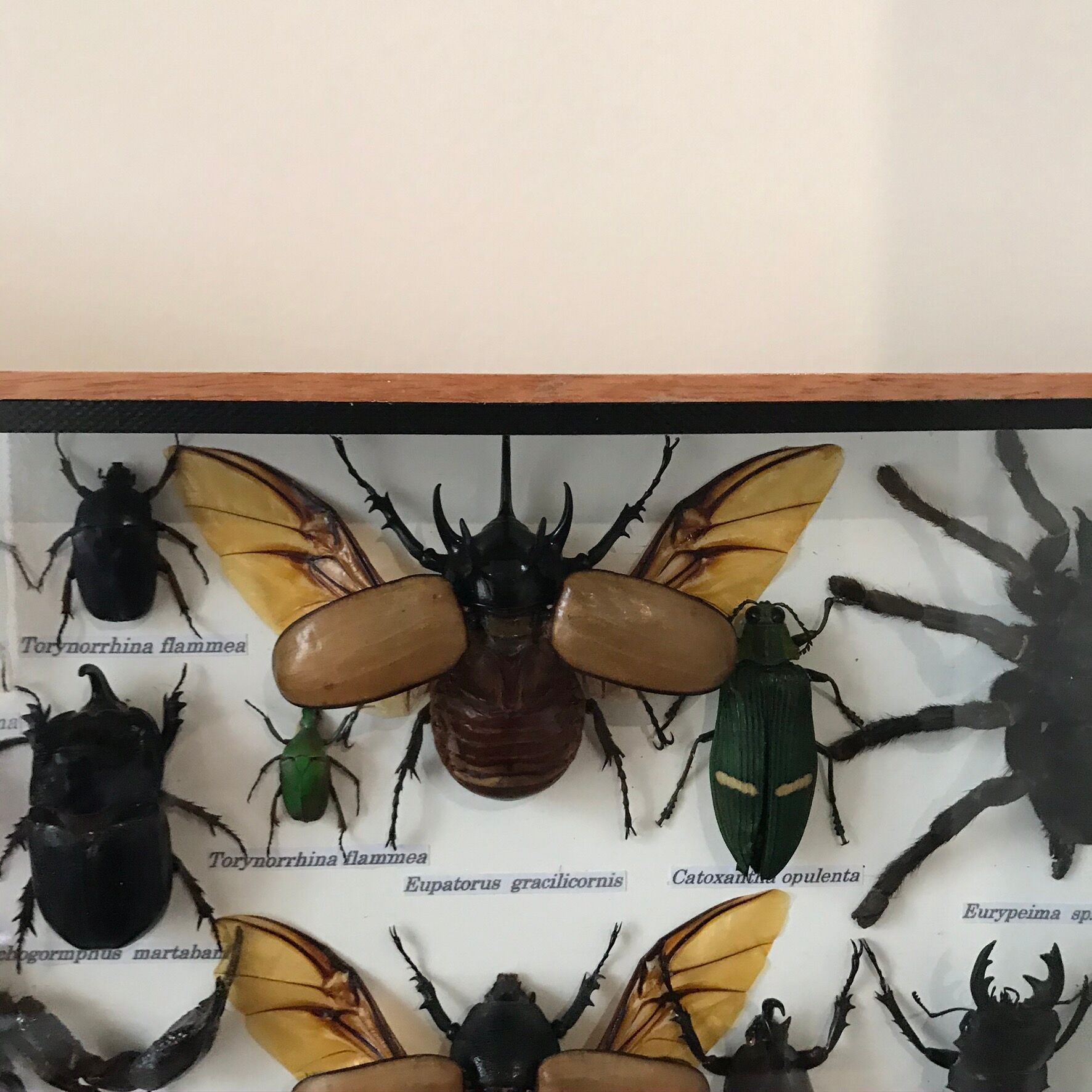 Insect assortment frame 35 x 20