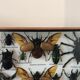 Cadre assortiment d'insectes 35 x 20