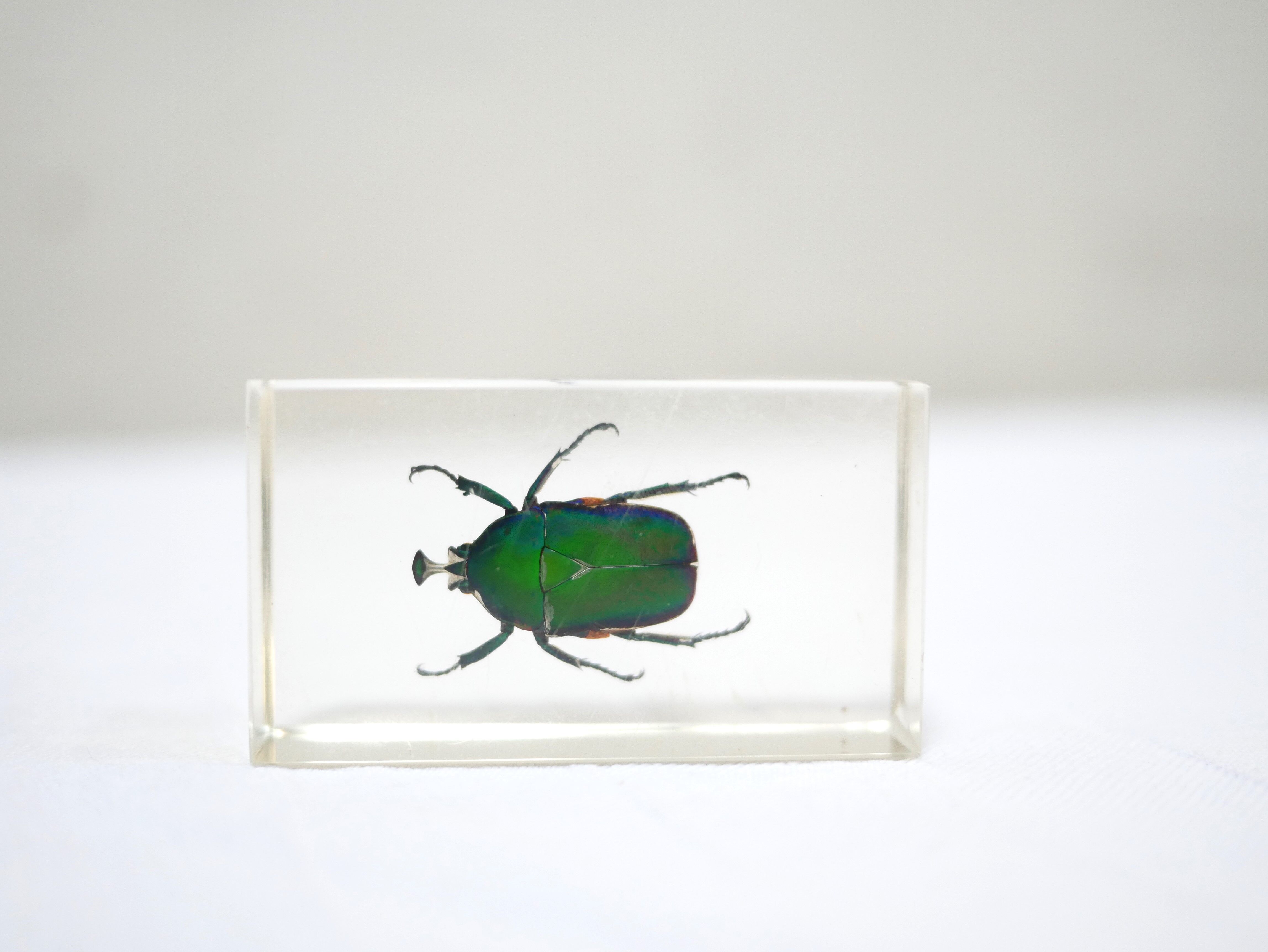 Vintage resin insect