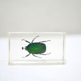 Vintage resin insect