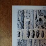 Lithographie originale sur les arbres