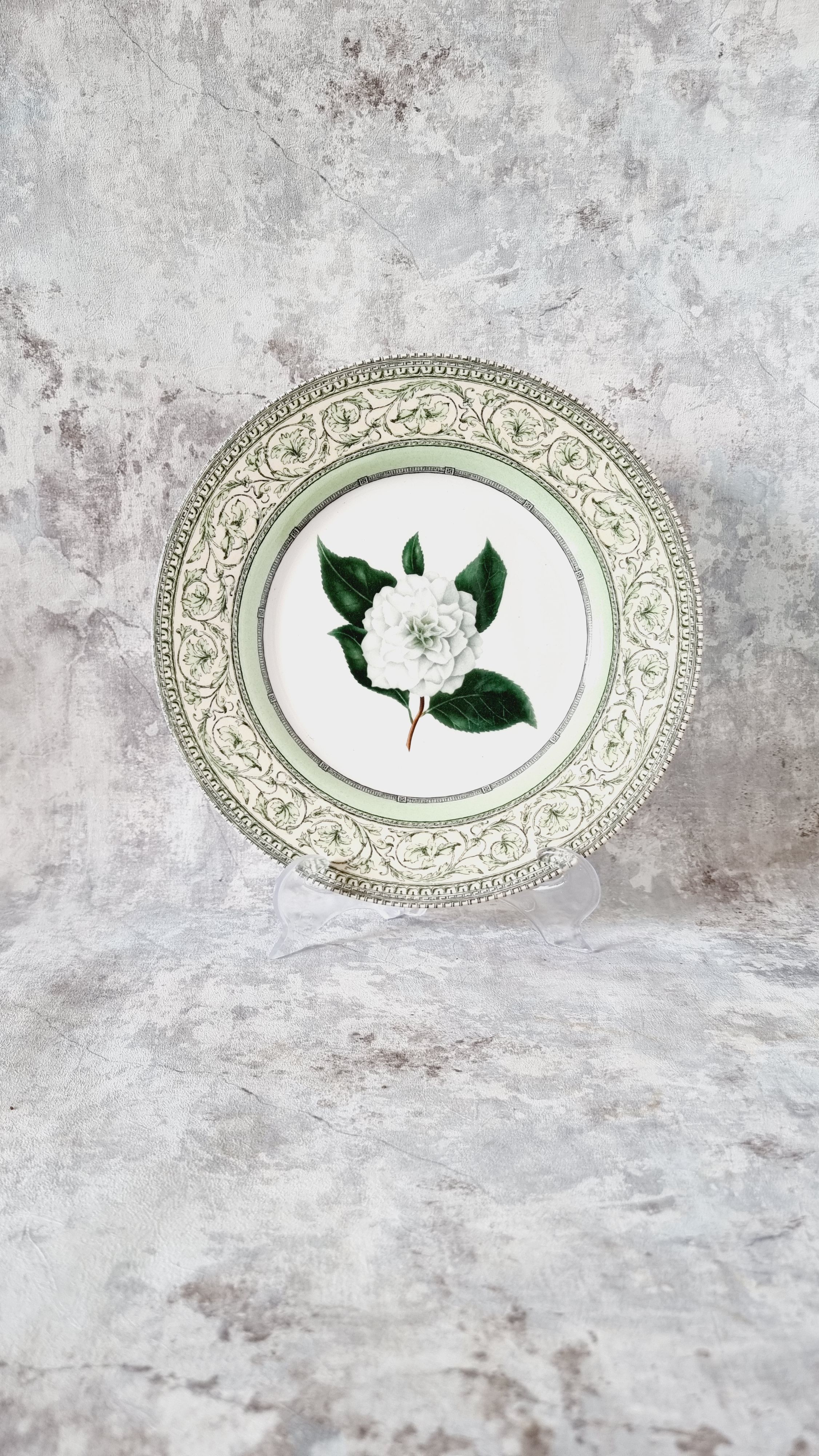 Vintage plate from the royal horticultural society applebee collection of england