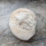Fossilized ammonite