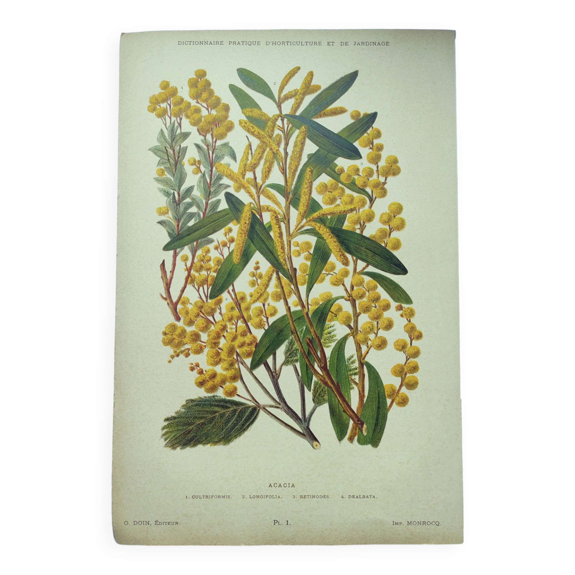 Botanical engraving from 1897 - Acacia - Original plate. Old flower lithograph