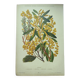 Botanical engraving from 1897 - Acacia - Original plate. Old flower lithograph