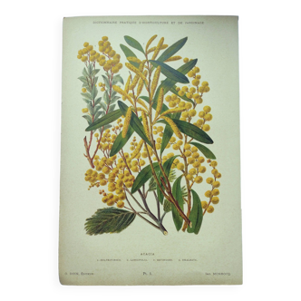 Gravure botanique de 1897 - Acacia - Planche originale . Lithographie ancienne de fleur