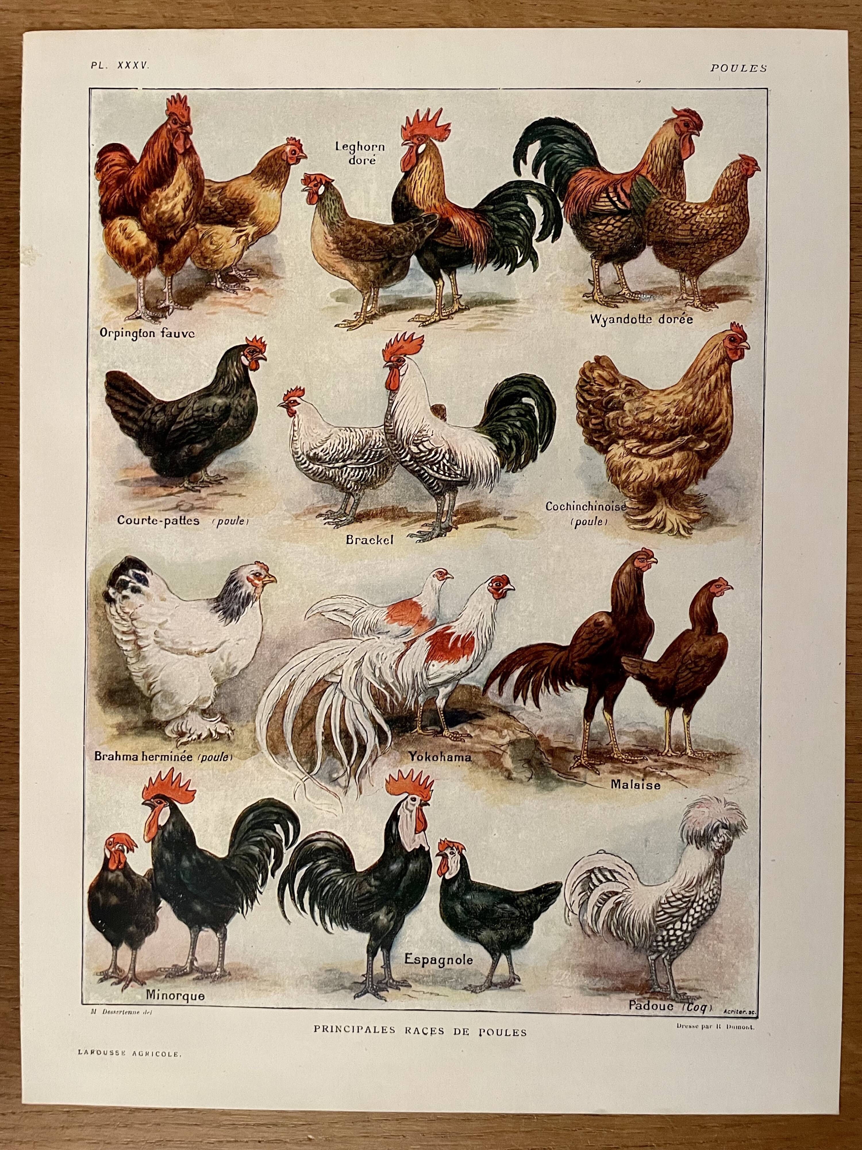 Lithograph on chickens (XXXV) - 1920