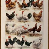 Lithograph on chickens (XXXV) - 1920