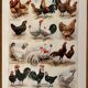 Lithograph on chickens (XXXV) - 1920