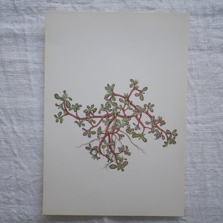 Set of 3 botanical plates Geigy, Prèle, soda and purslane