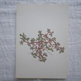 Set of 3 botanical plates Geigy, Prèle, soda and purslane