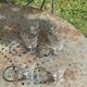 6 clear glass wine glasses with antique chiseled flower pattern