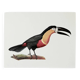 Bestiary plates from the Museum of Natural History Toucan of Pará.