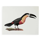 Bestiary plates from the Museum of Natural History Toucan of Pará.