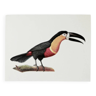 Bestiary plates from the Museum of Natural History Toucan of Pará.