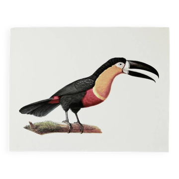 Bestiary plates from the Museum of Natural History Toucan of Pará.