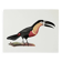 Bestiary plates from the Museum of Natural History Toucan of Pará.