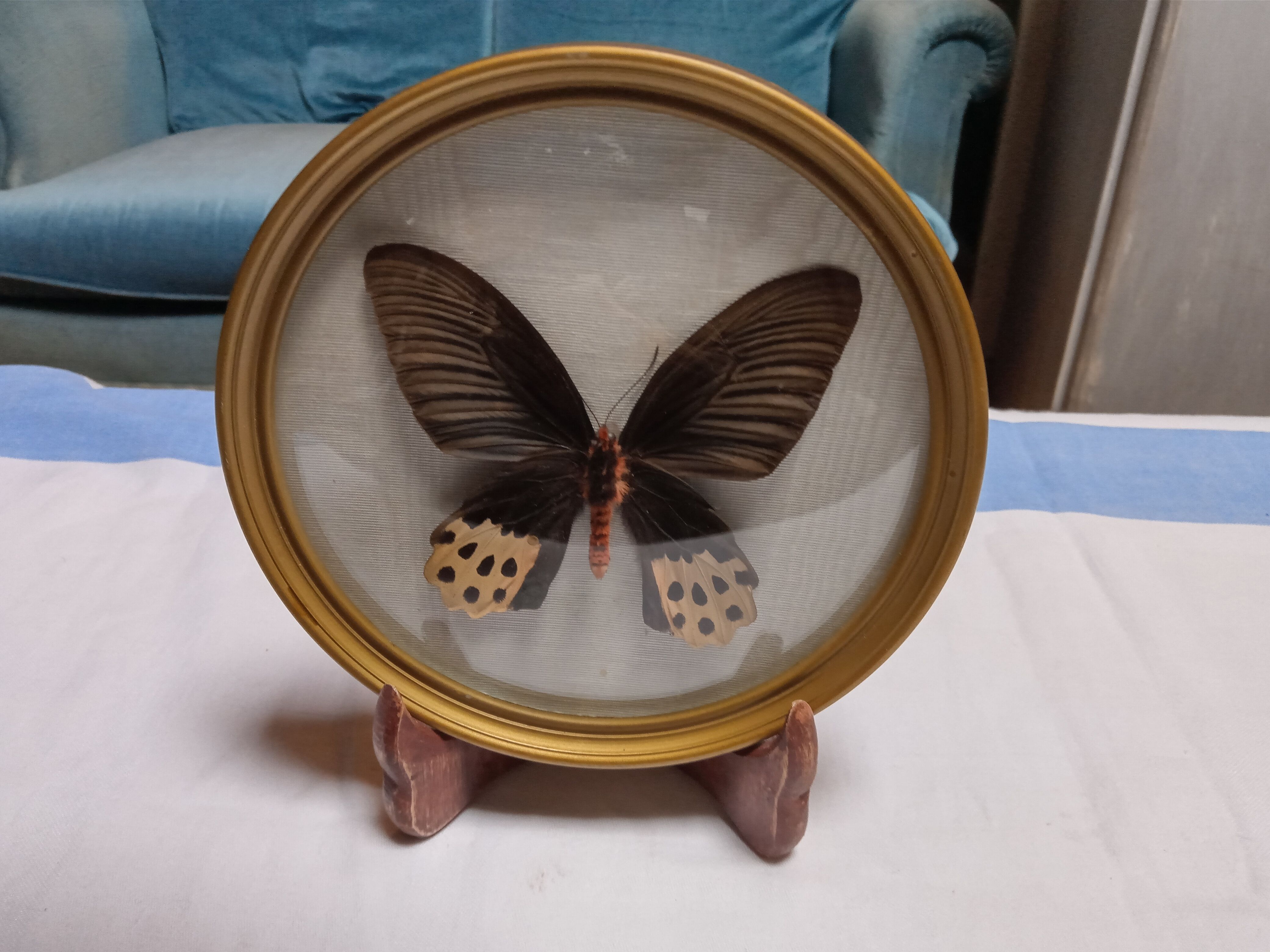 True butterfly frame