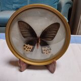 True butterfly frame