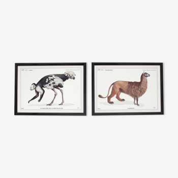 Set of 2 framed chimera lithography animal engraving