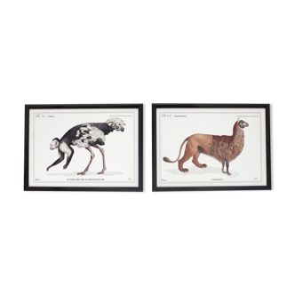 Lot de 2 chimère encadrées lithographie gravure animal