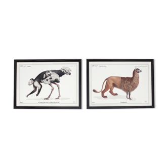 Set of 2 framed chimera lithography animal engraving