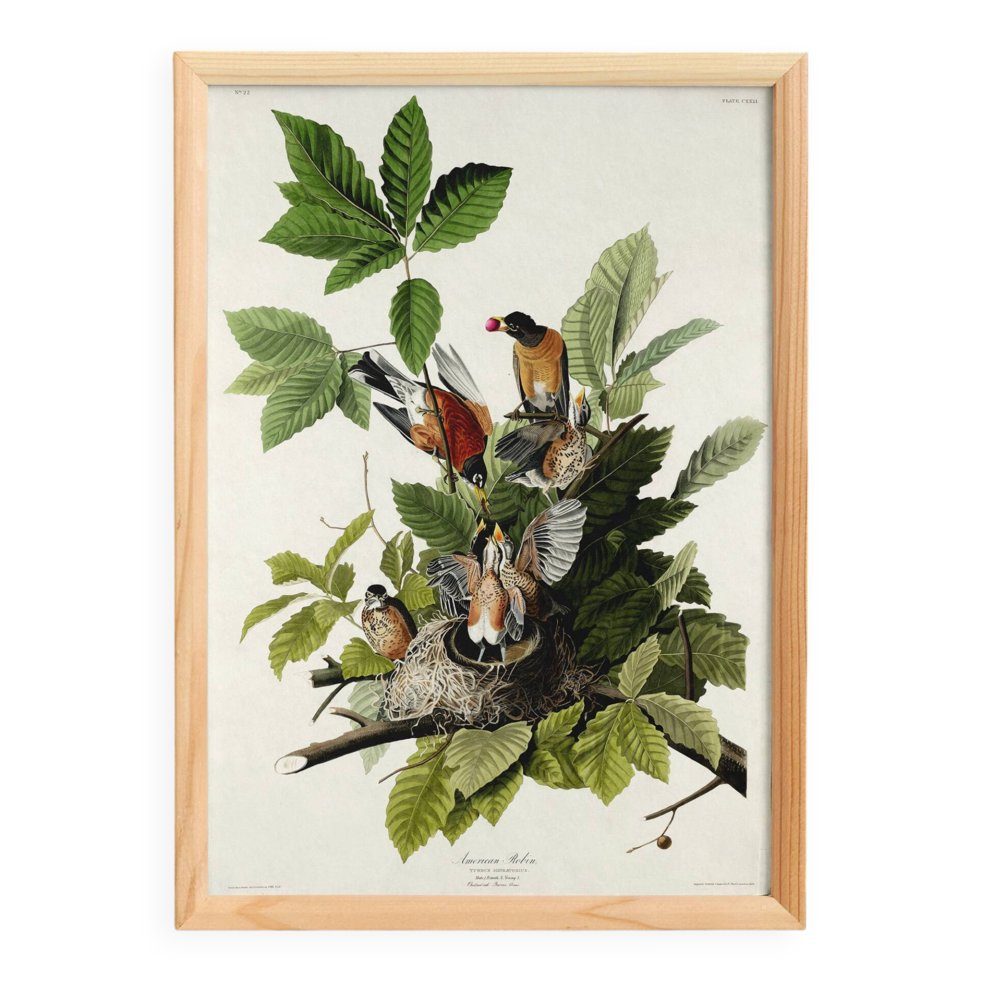 Affiche sur le merle d’Amérique, d’après une gravure ancienne de 1827.