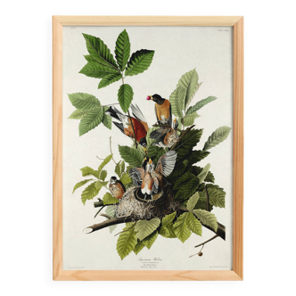 Poster about the American blackbird, based on an old engraving from 1827.