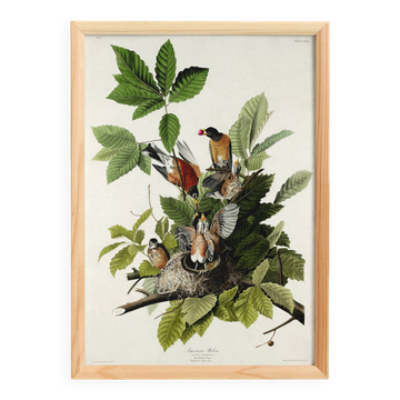 Affiche sur le merle d’Amérique, d’après une gravure ancienne de 1827.