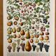 Réserve Audrey - Lot de 6 lithos XXe