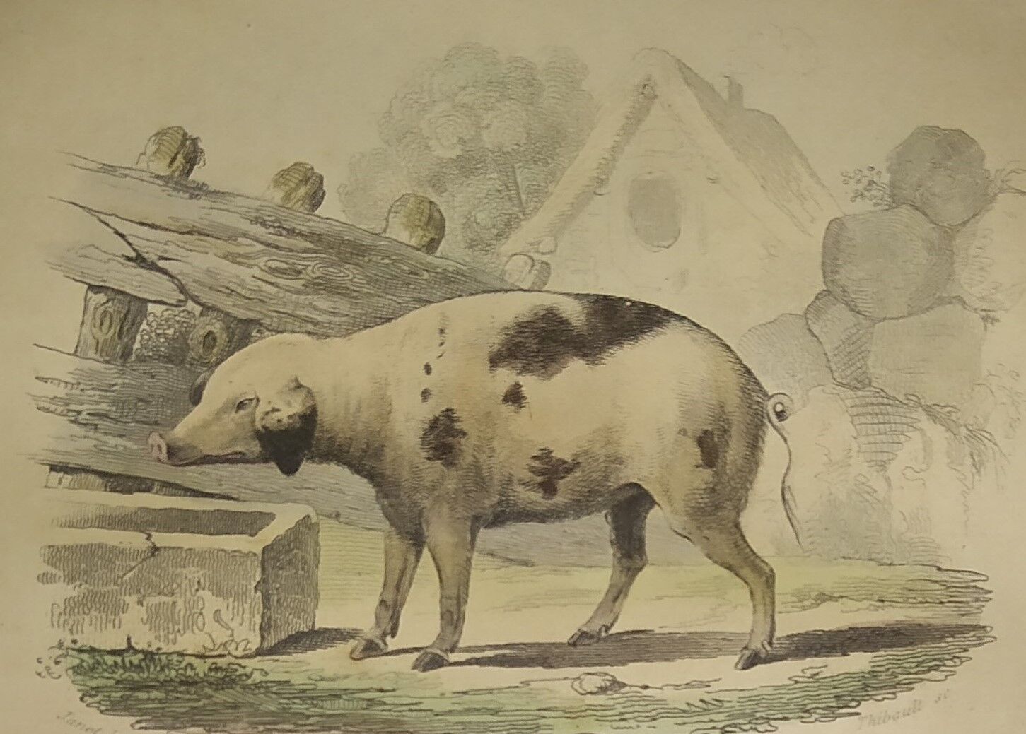 Original framed zoological plate, from 1839 " Pig & Boar "