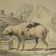 Original framed zoological plate, from 1839 " Pig & Boar "