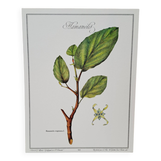 Witch hazel botanical board