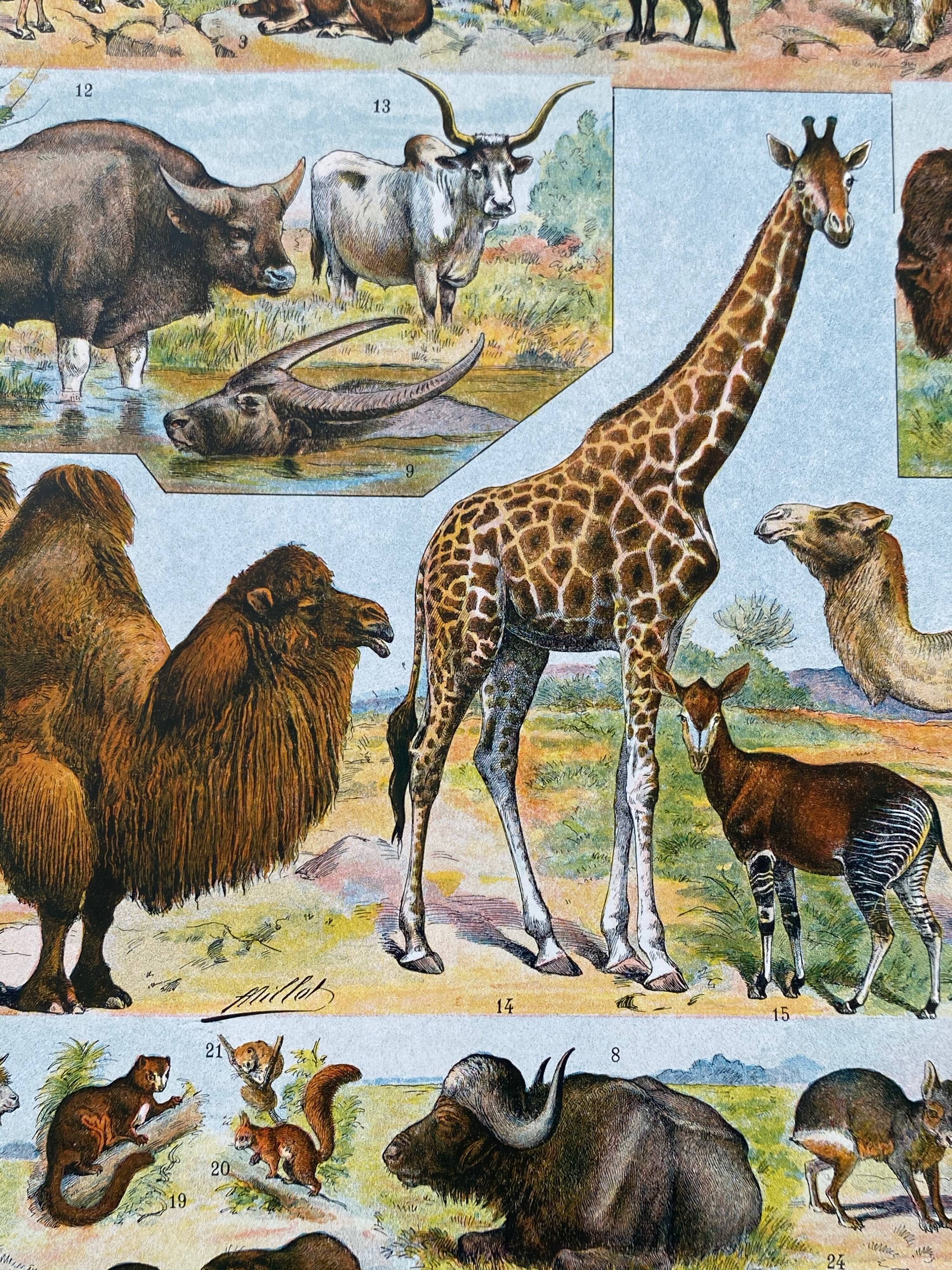 Illustration Millot "Mammals"