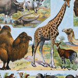 Illustration Millot "Mammals"