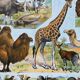 Illustration Millot "Mammals"
