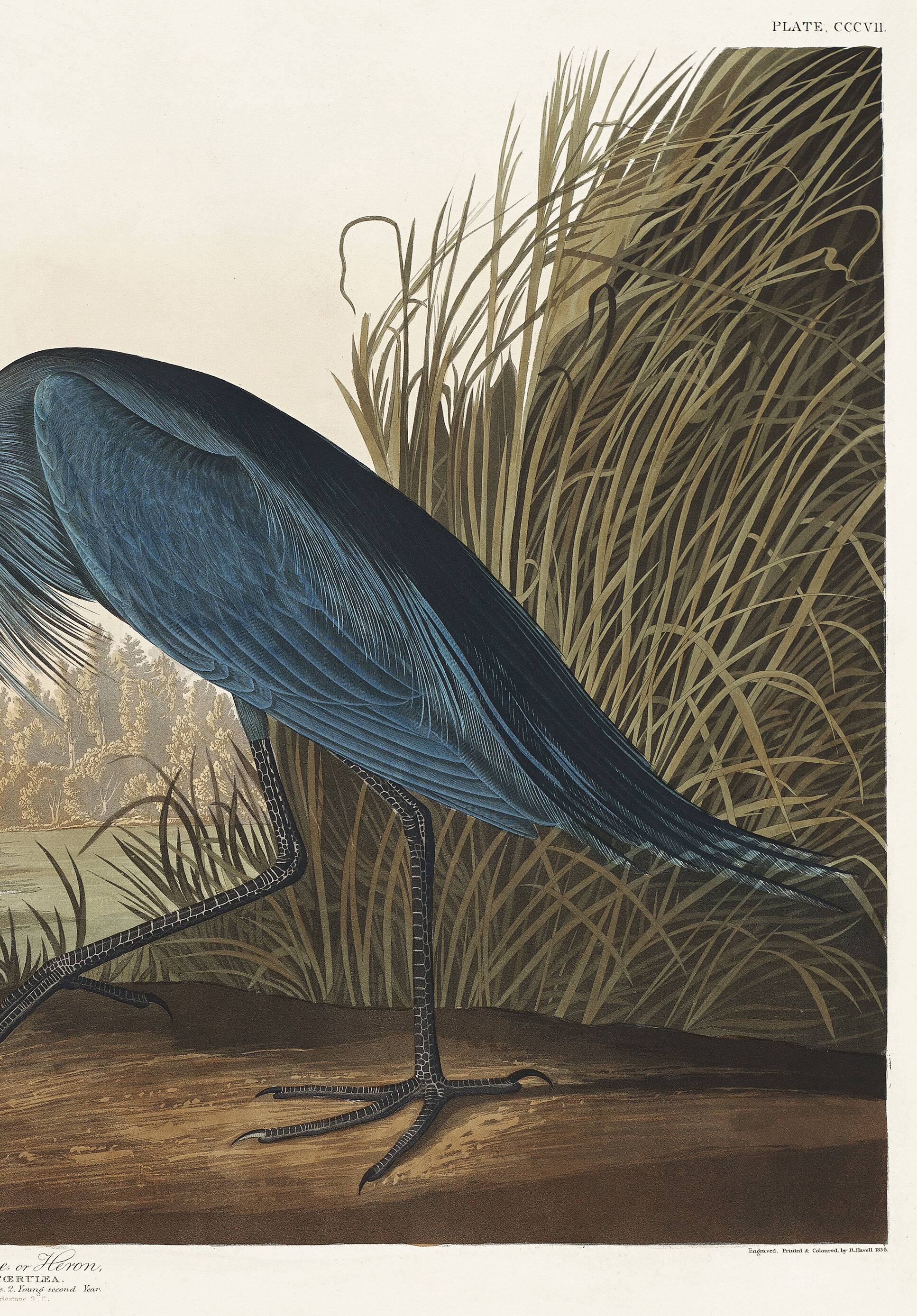 Poster about the little blue egret, based on an old engraving from 1827.