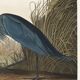 Poster about the little blue egret, based on an old engraving from 1827.
