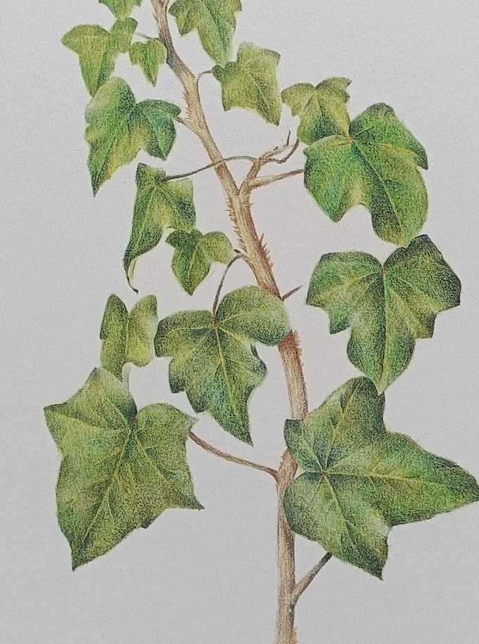 Botanical silkscreen printing