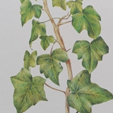 Botanical silkscreen printing