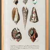 Poster on marine shells, based on an engraving from 1849.